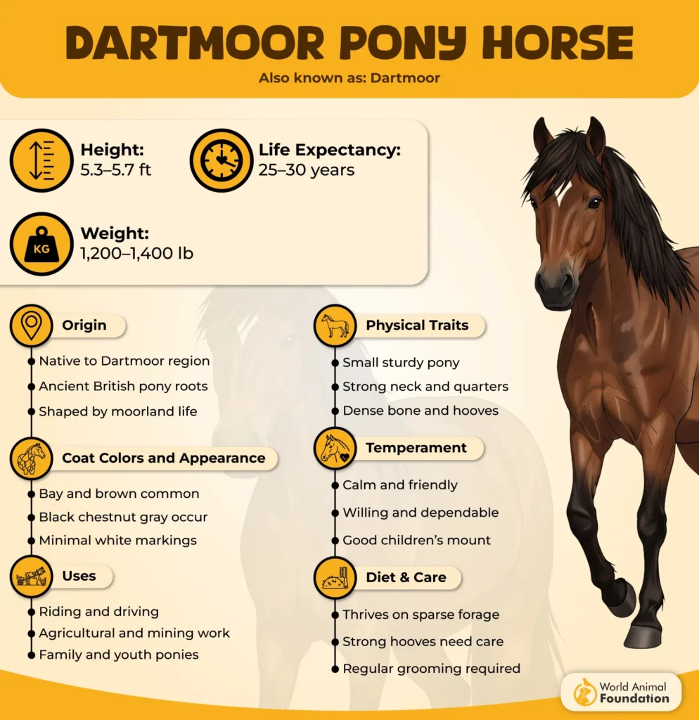 Dartmoor-Pony-Horse-Breed-Profile-01