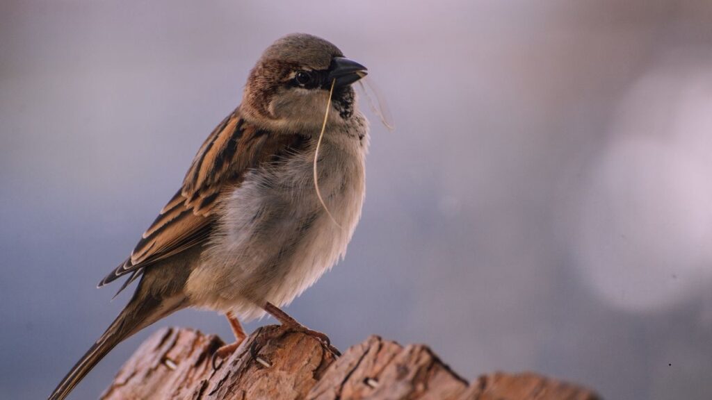 Desert Sparrow