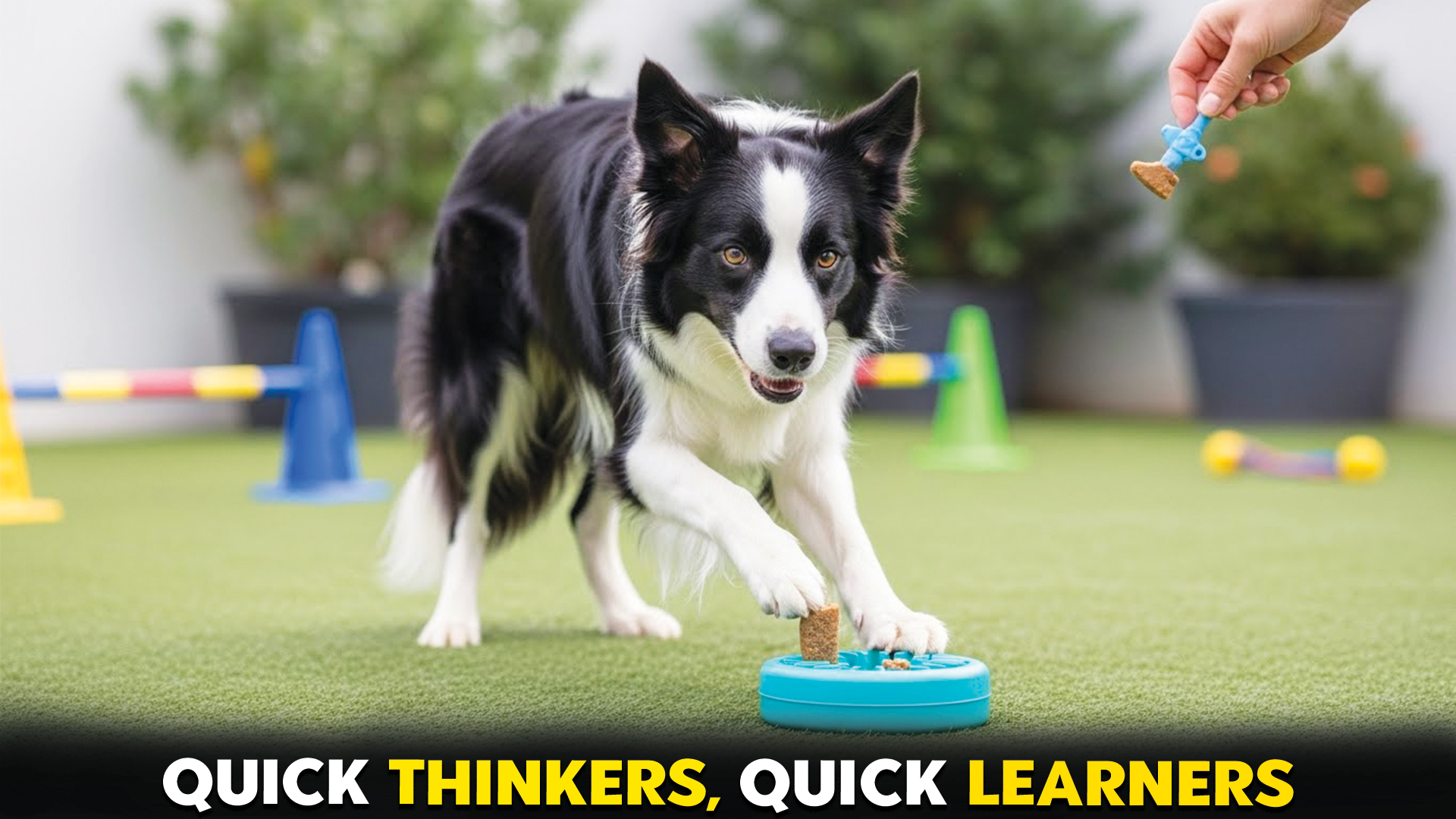 9-Cat-Breeds-That-Are-Great-at-Climbing-for-Every-Home