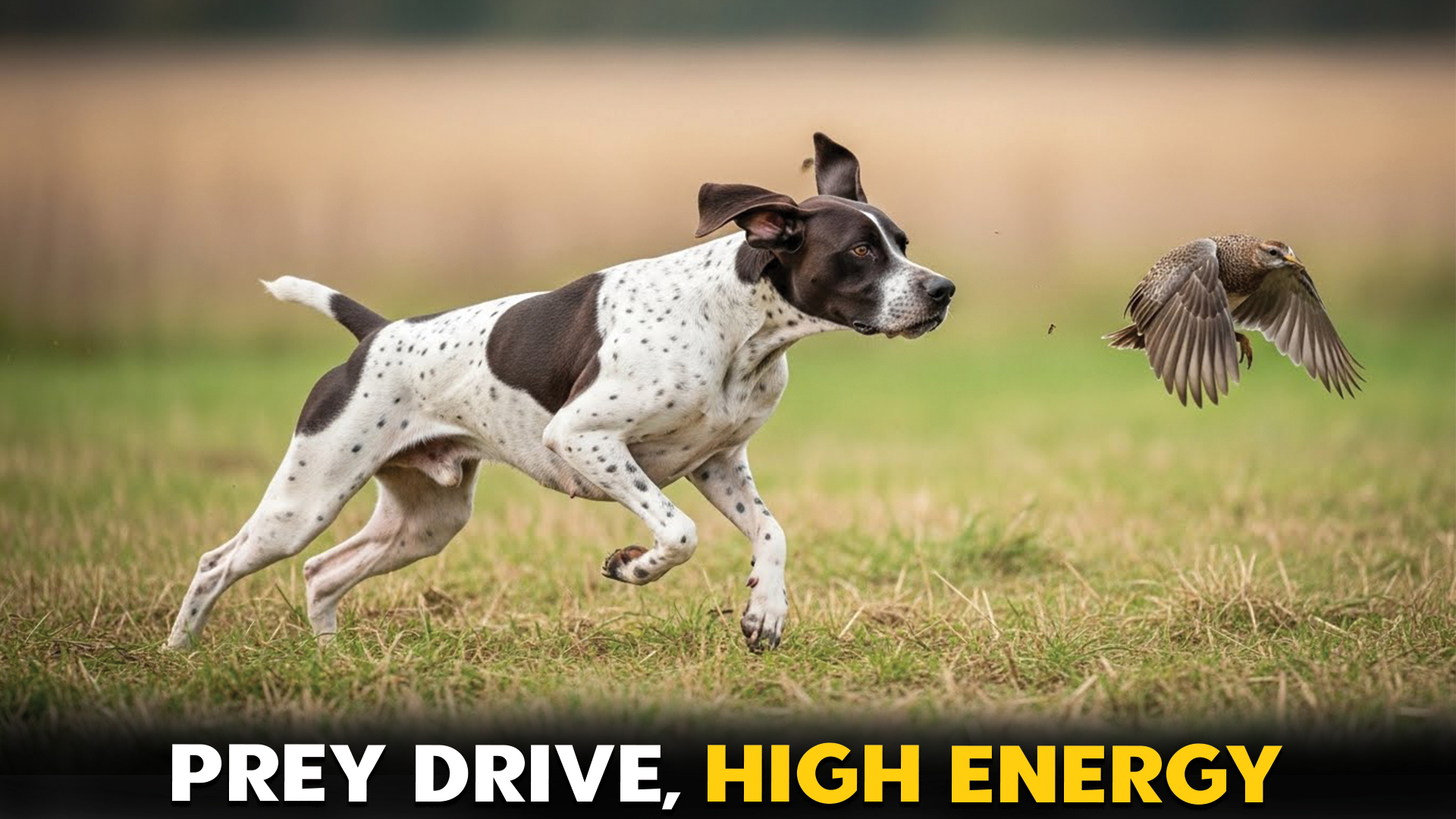 Dog Breeds Driven To Hunt with High and Low Prey Drive