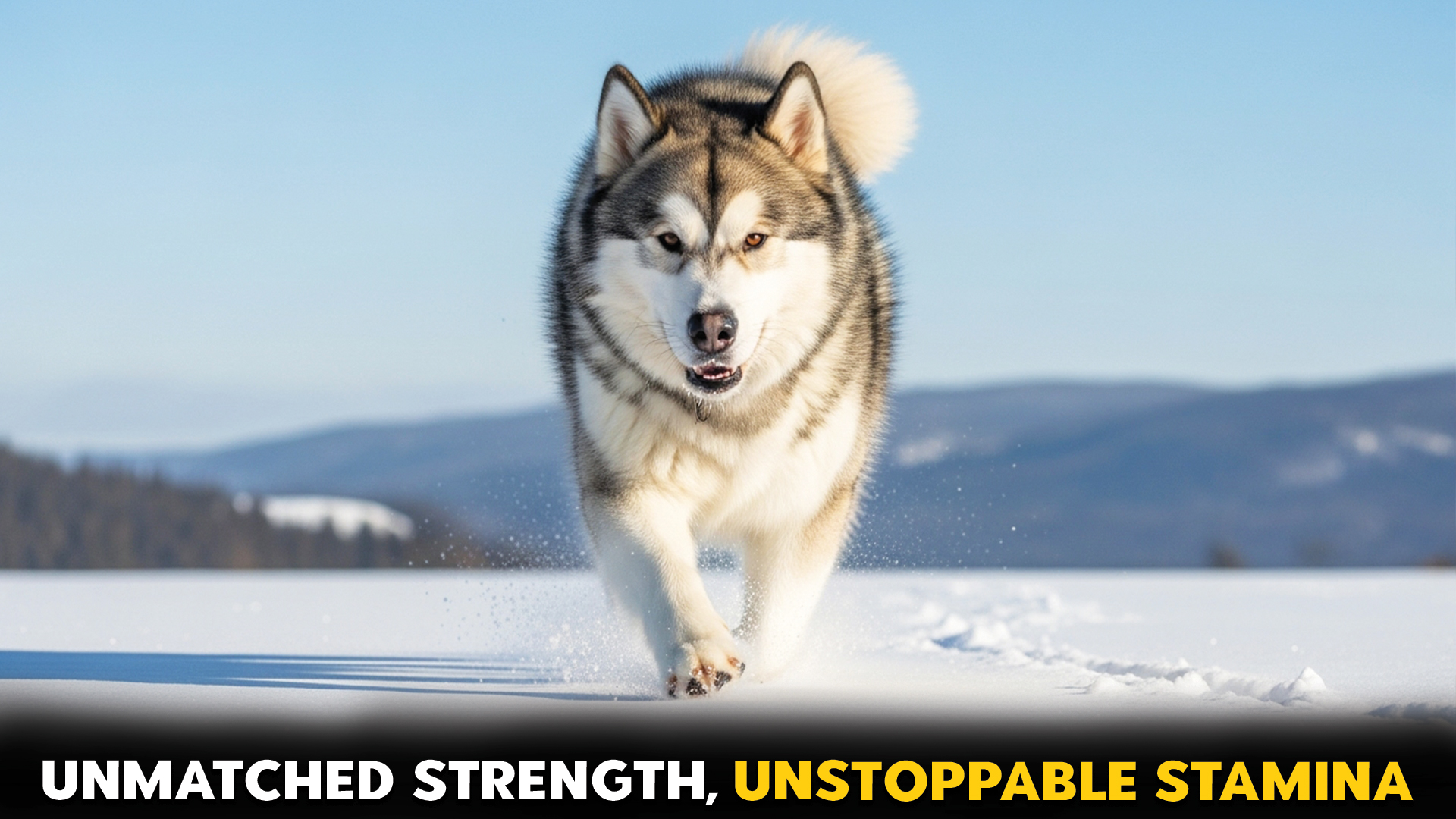 9 Dog Breeds Possessing Unmatched Strength and Endurance