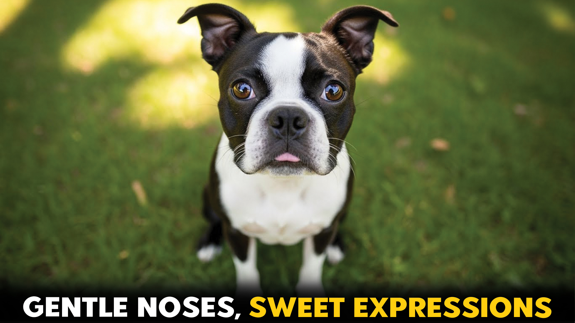 Dog-Breeds-with-Delicate-Snouts-–-A-Breed-Guide