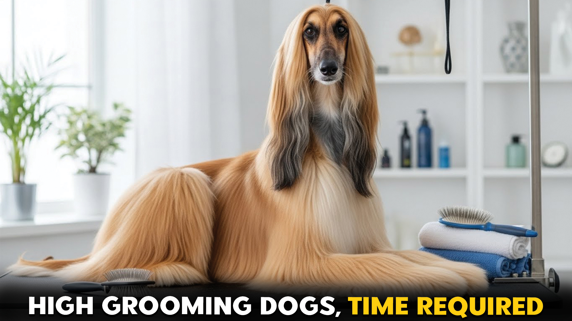 Dog-Breeds-with-Significant-Grooming-Time-Commitments