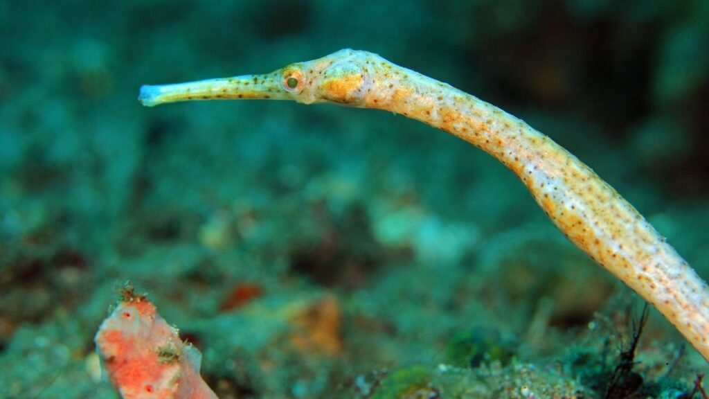 Dusky Pipefish