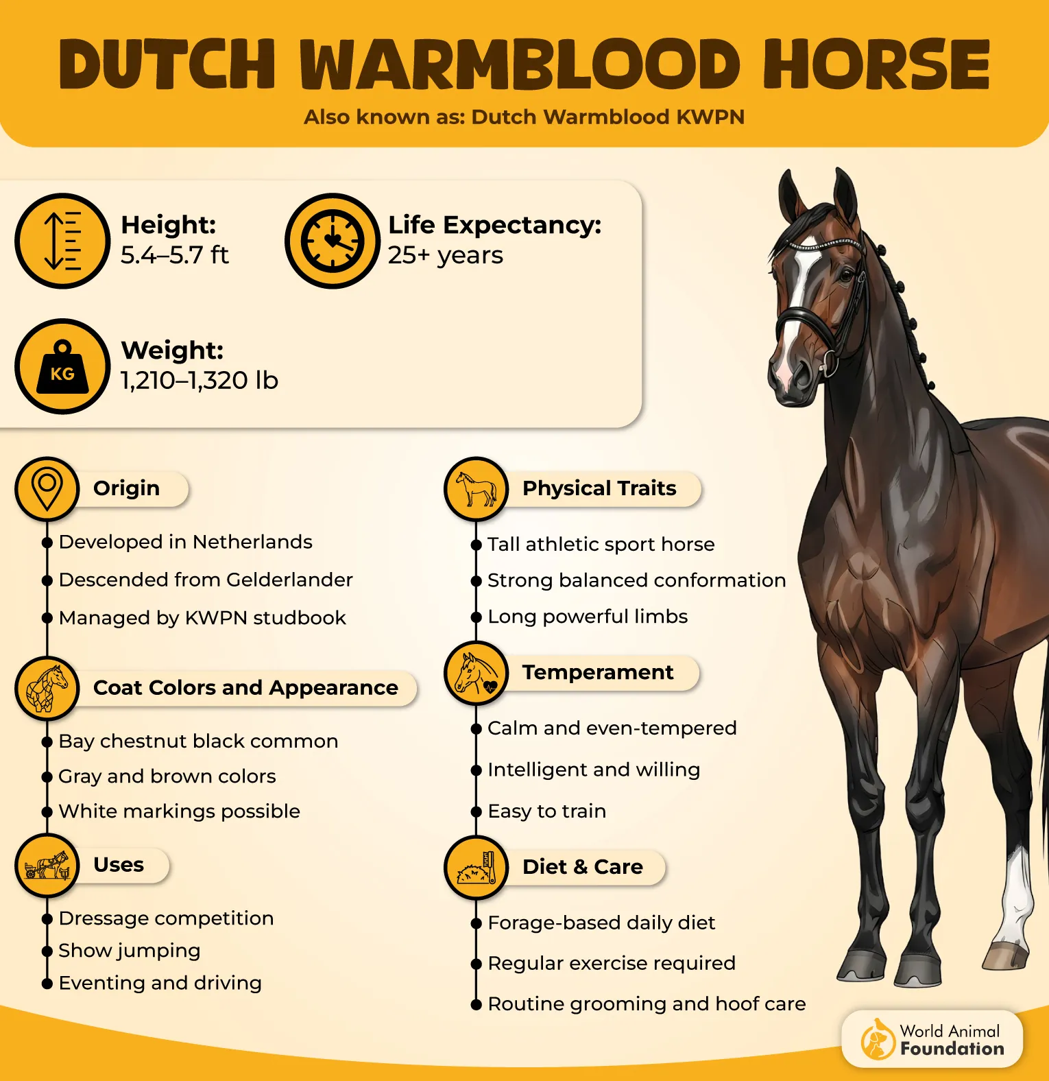 Dutch Warmblood