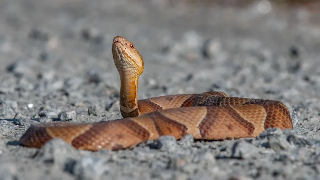 Copperhead