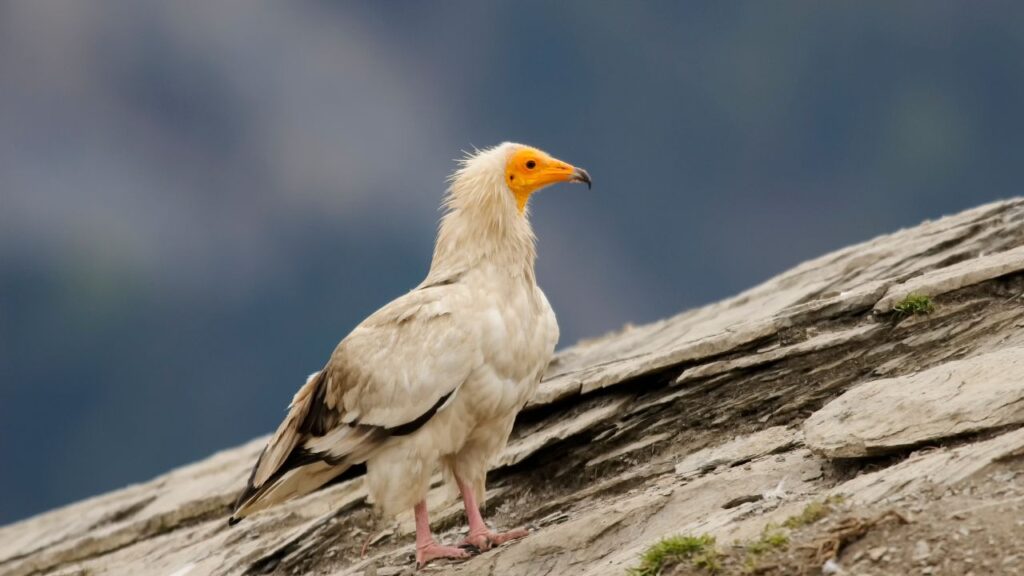 Egyptian Vulture