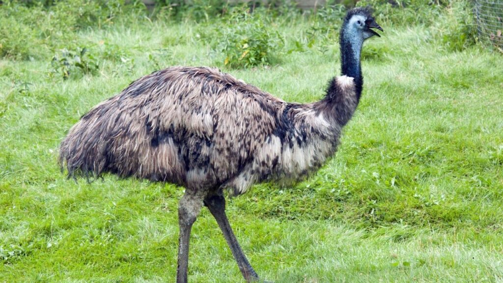 Emu