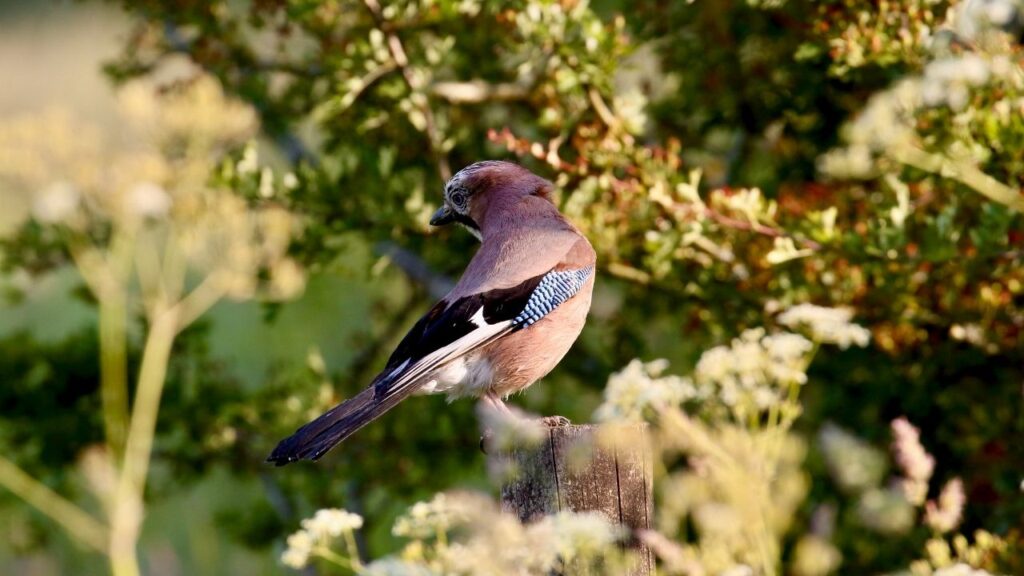 Eurasian Jay