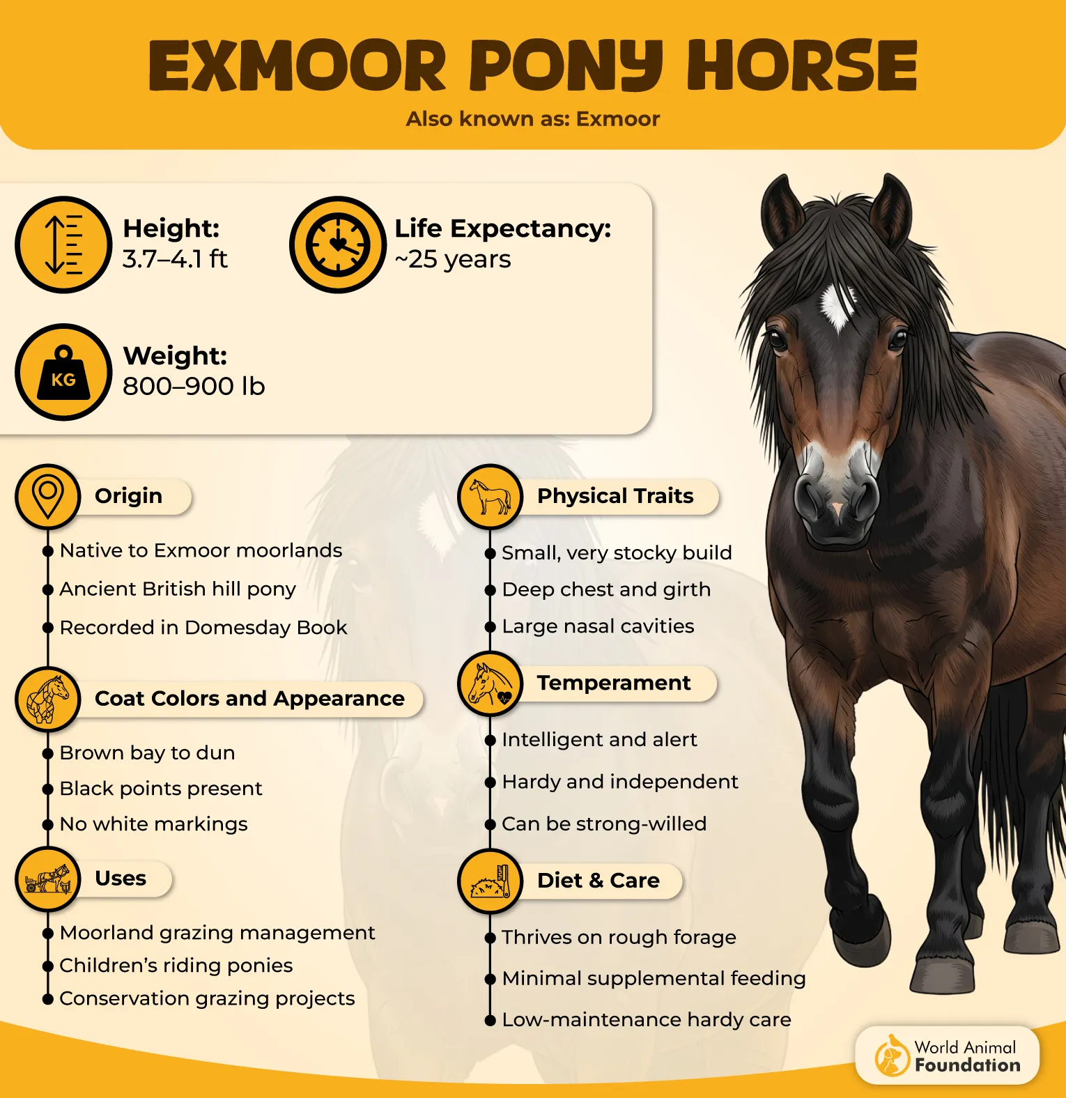 Exmoor Pony Profile