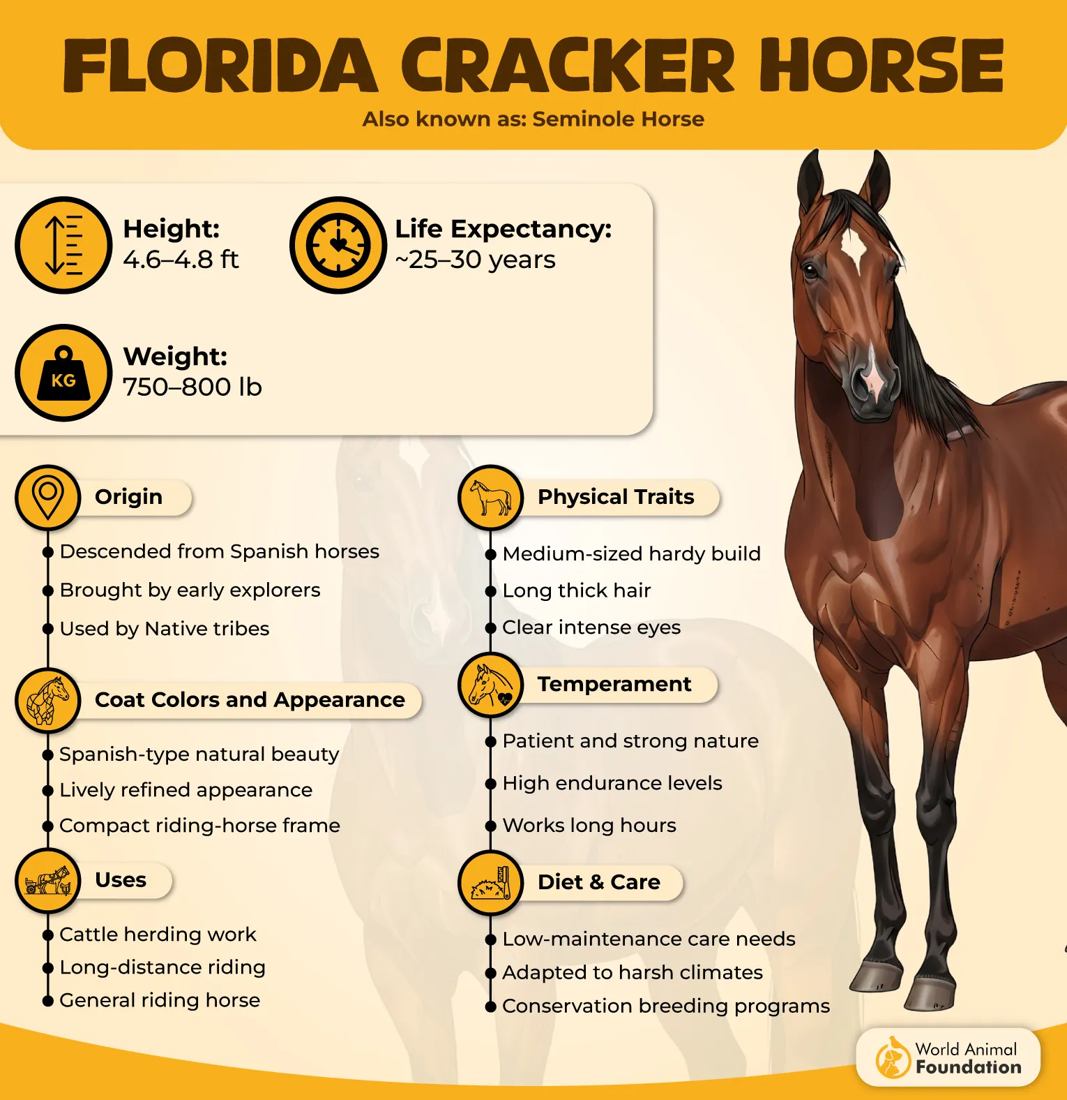 Florida Cracker Horse