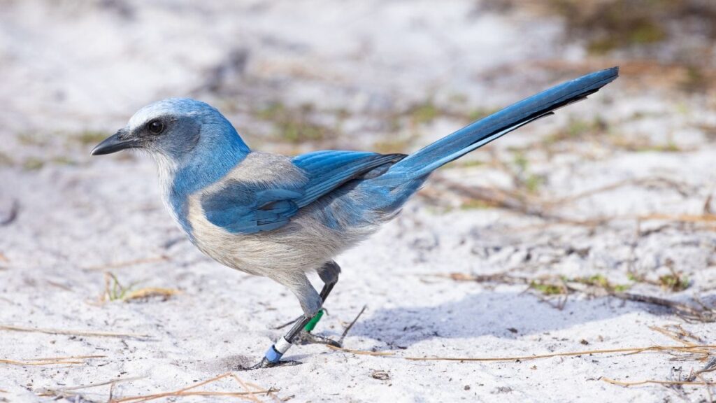 Florida Scrub-Jay