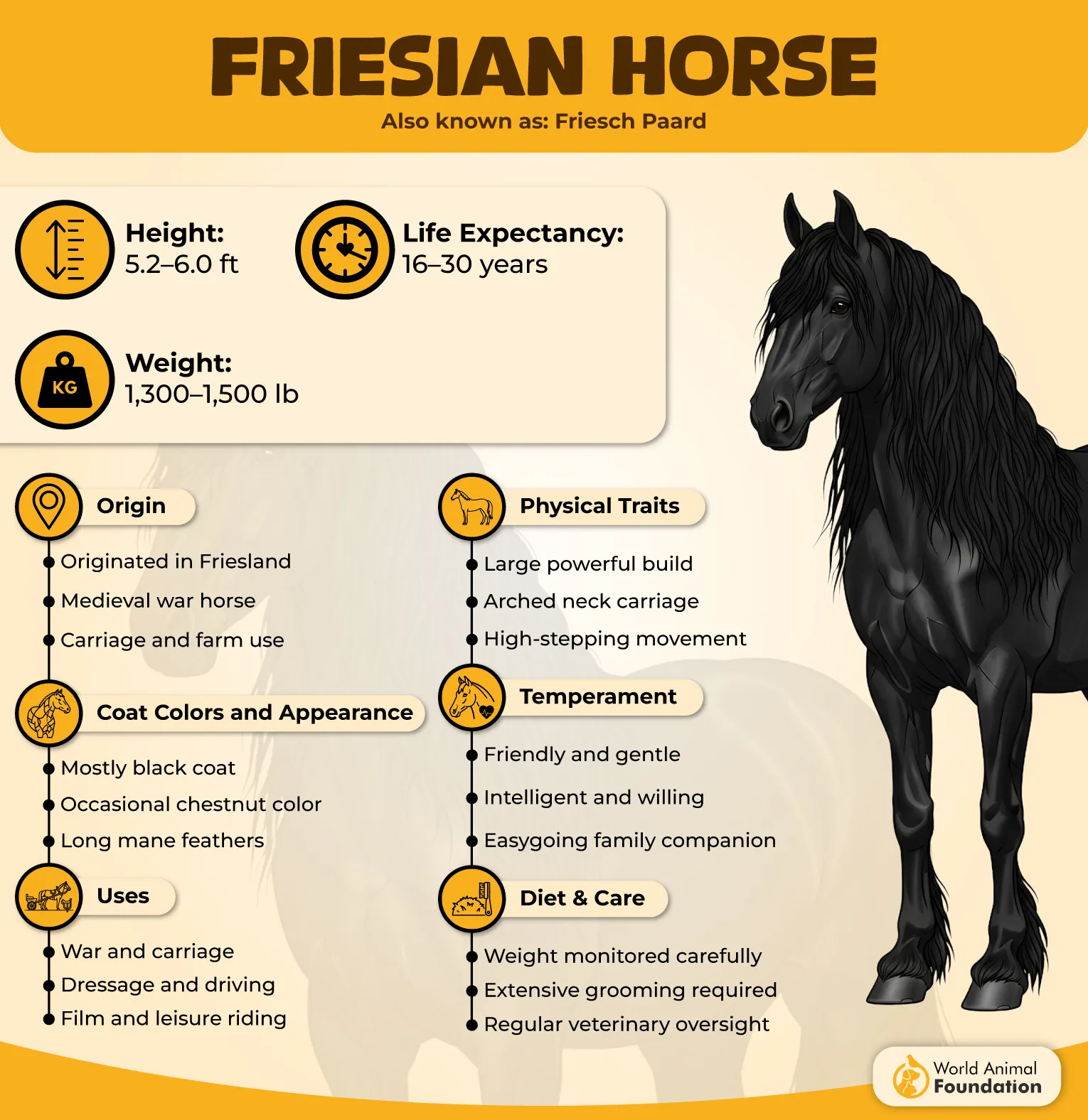 Friesian Horse Profile
