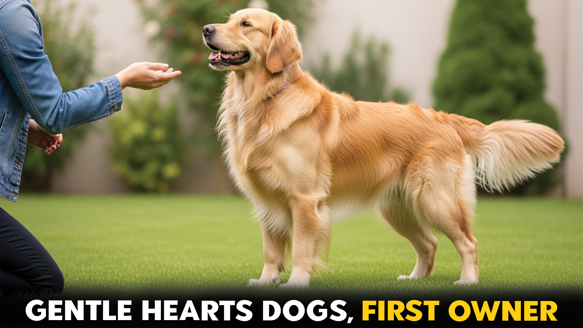 Gentle-Dog-Breeds-That-Make-Great-First-Pets (1)