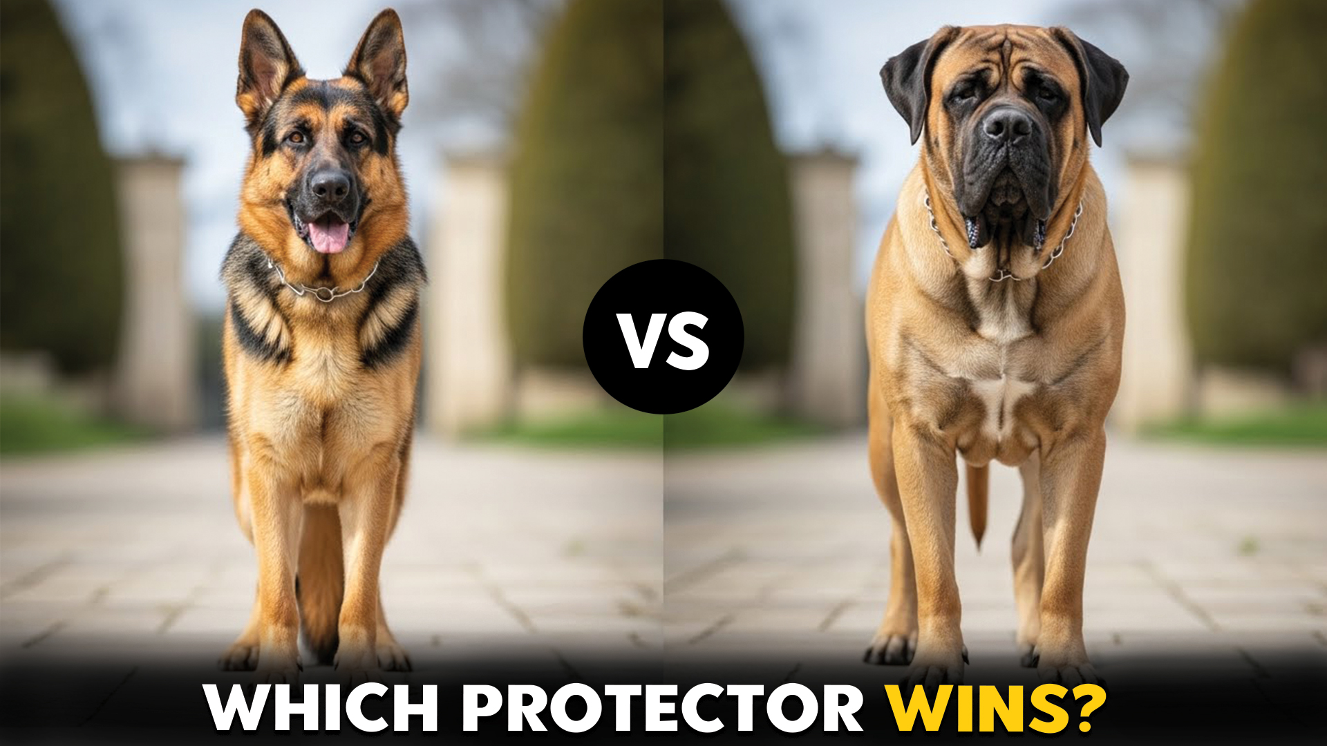 German-Shepherd-vs