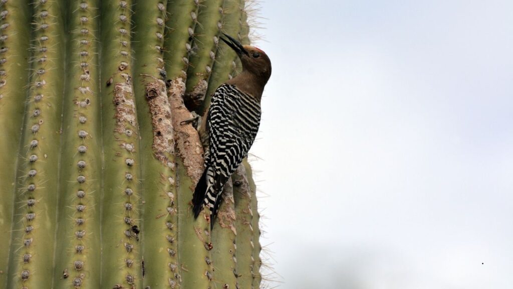 Gila Woodpecker