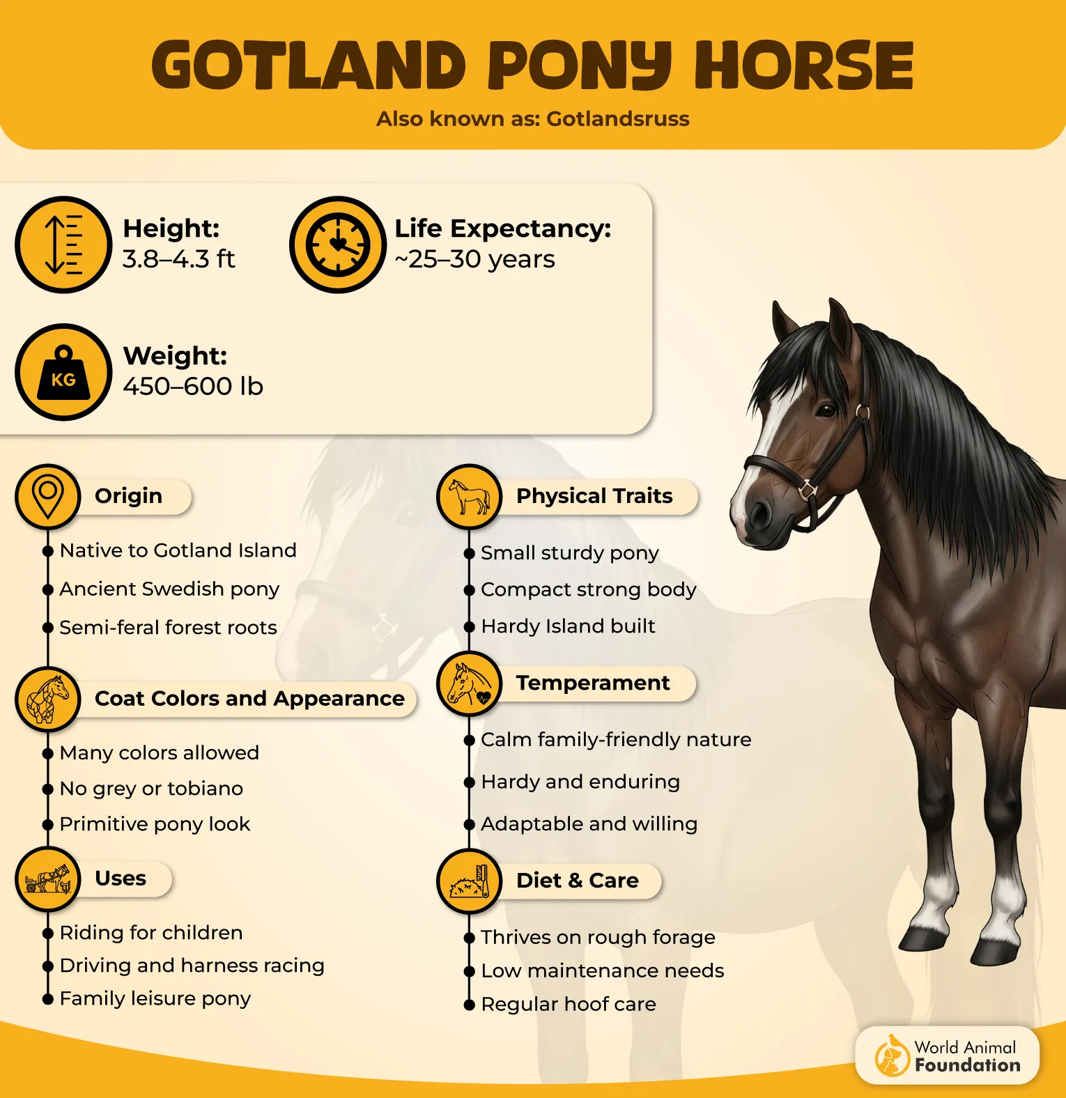 Gotland Pony Profile