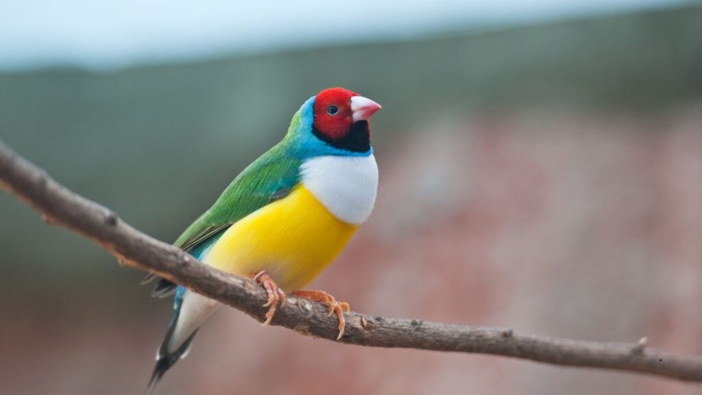 Gouldian Finch