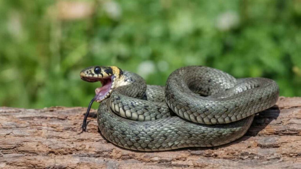 Grass Snake