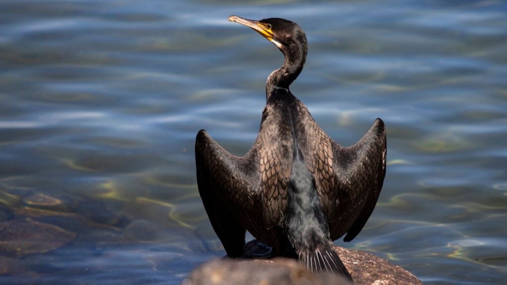 Great Cormorant