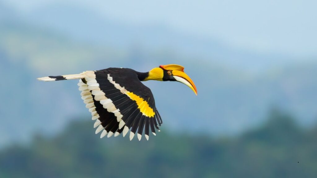 Great Hornbill