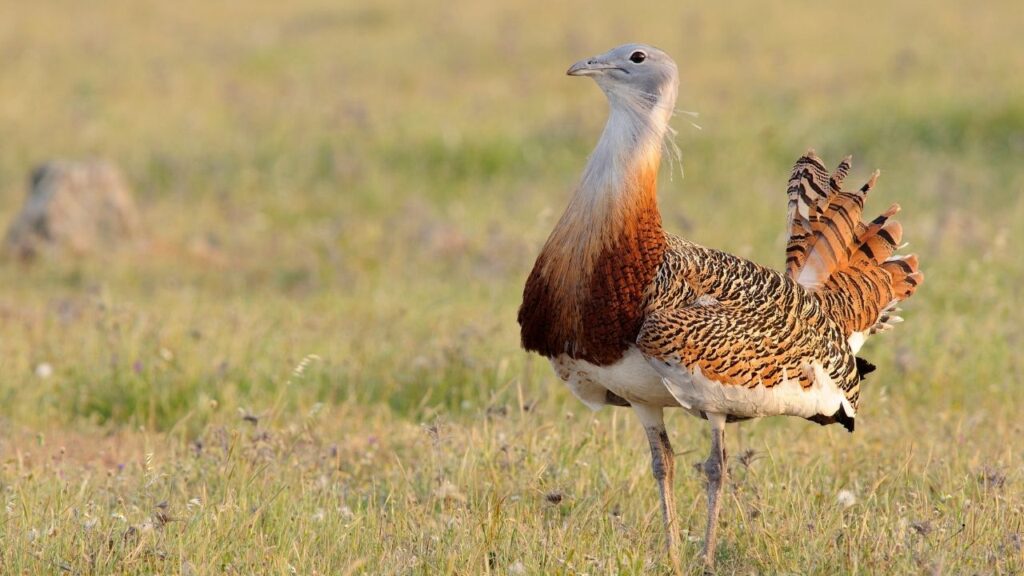 Great Indian Bustard