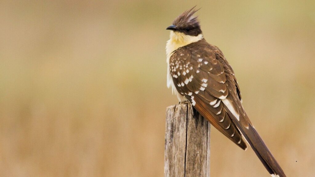 Great Spotted Cuckoo