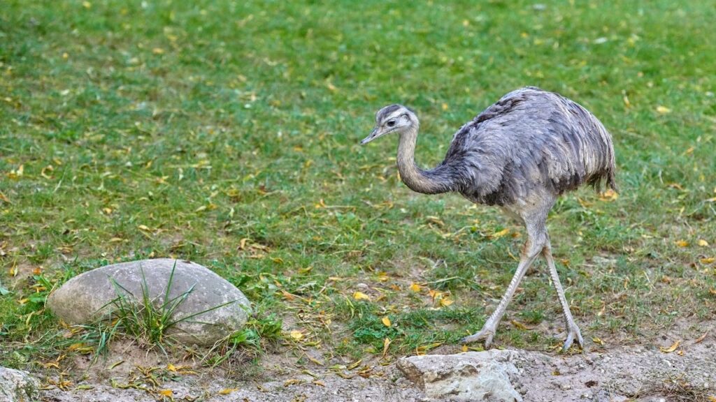 Greater Rhea