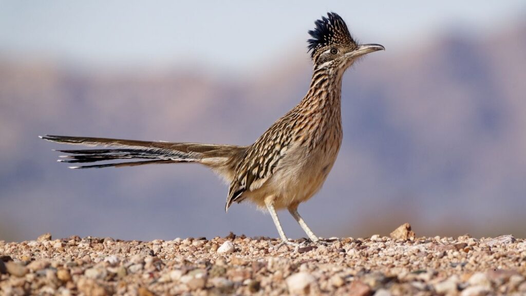 Greater Roadrunner