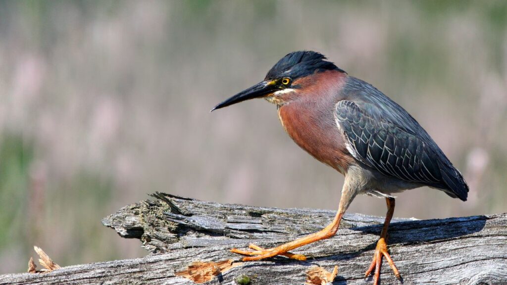 Green Heron