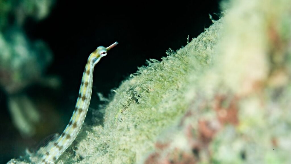 Gulf Pipefish