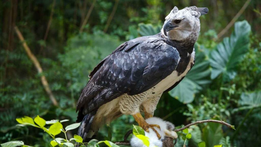 Harpy Eagle