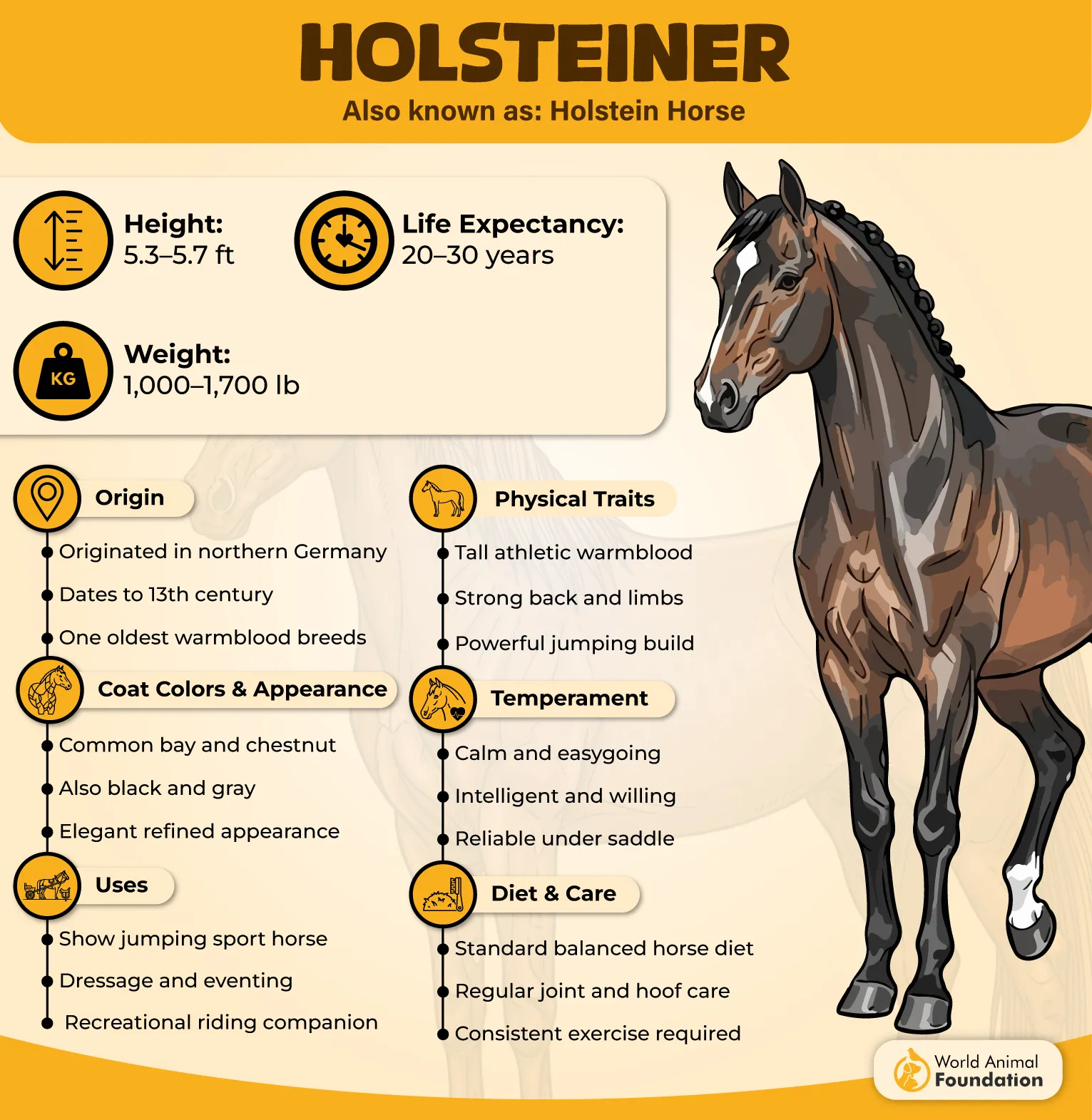 Holsteiner