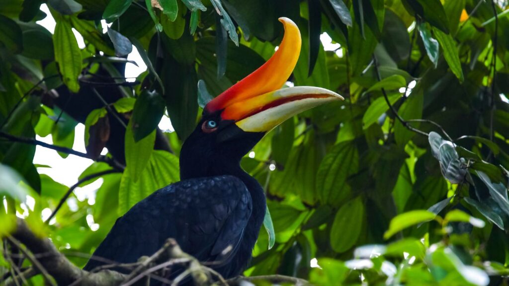  Hornbill