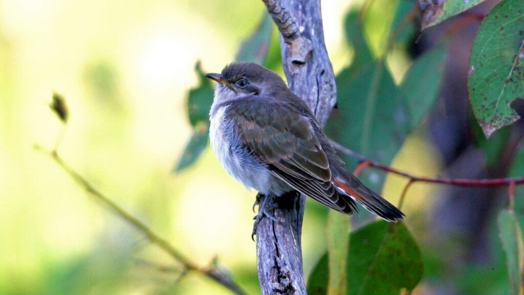 Horsfield’s Bronze Cuckoo