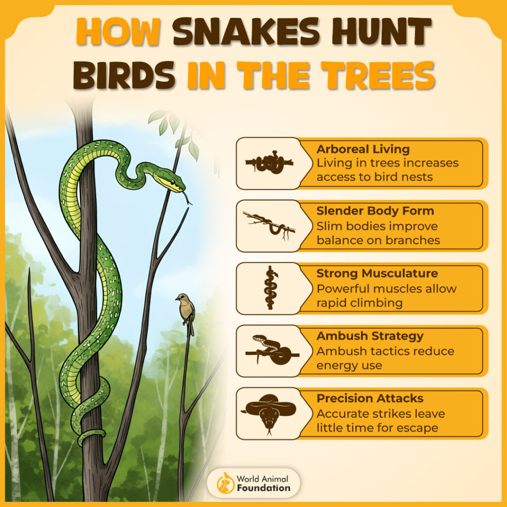 How Snakes Hunt Birds in the Trees-01 (1)