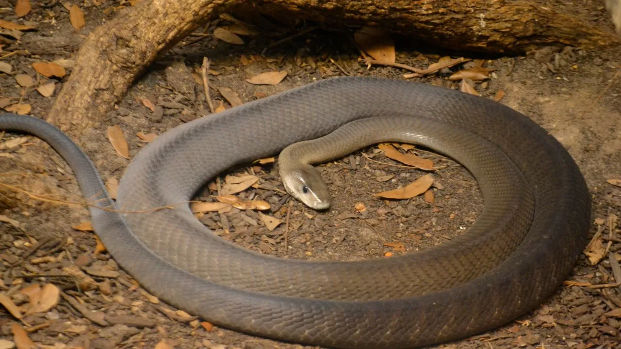 Inland Taipan