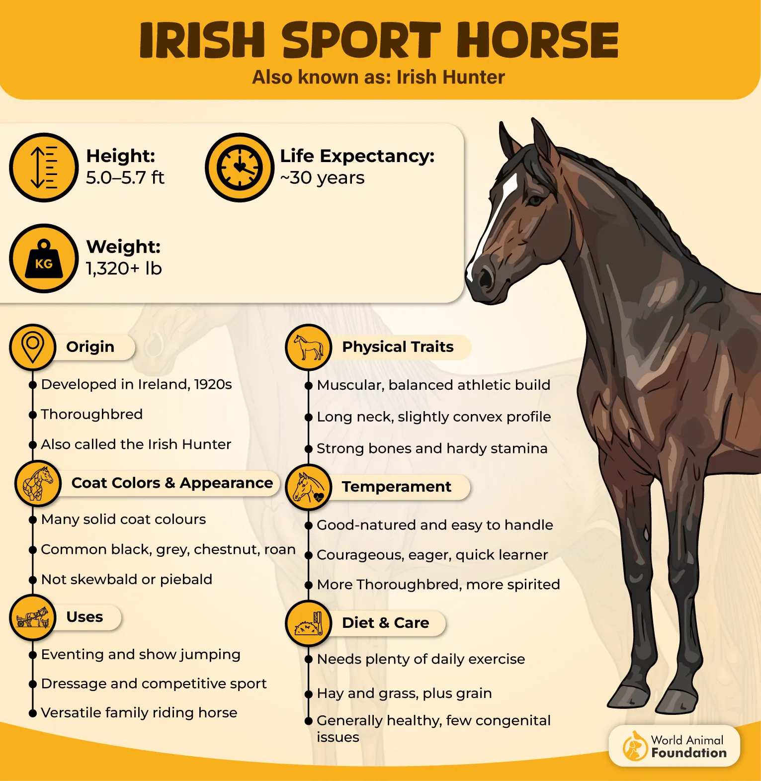 Irish Sport Horse
