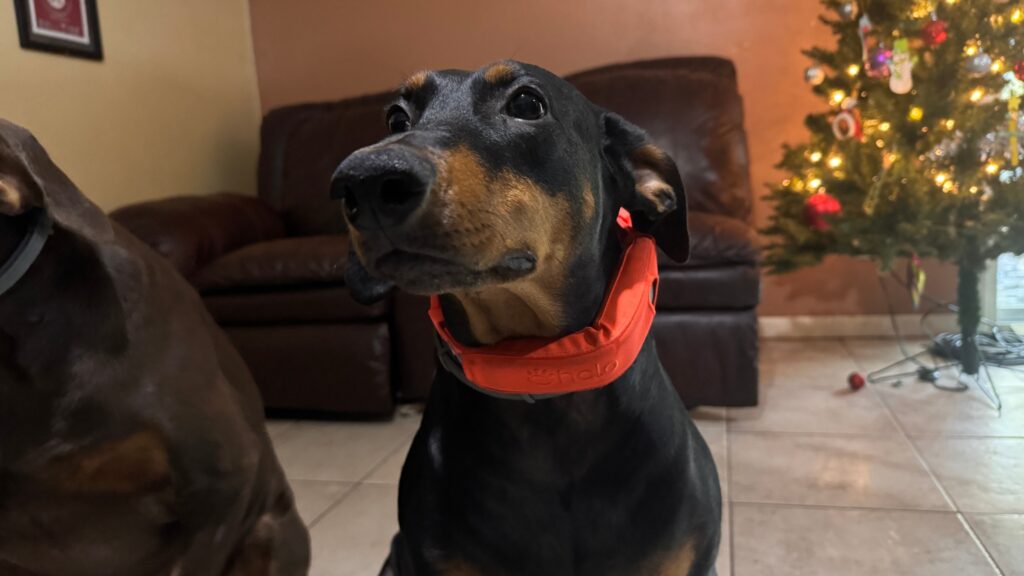 Is Halo Collar 5 Worth Buying