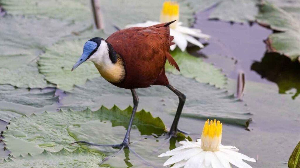 Jacana