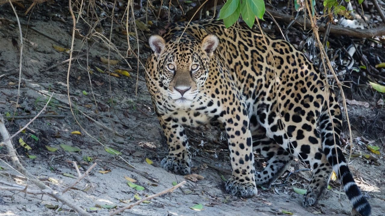 Jaguar