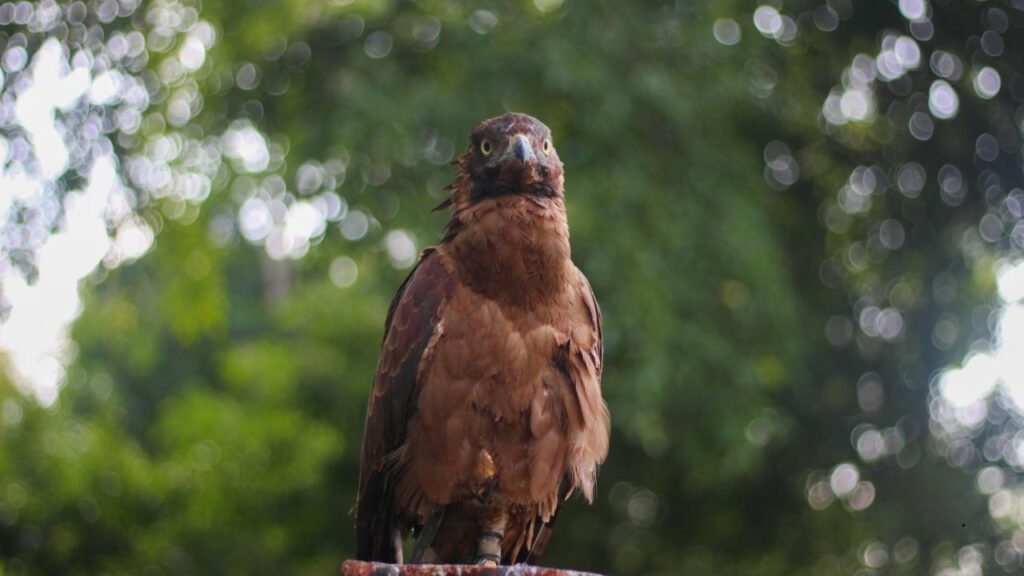 Javan Hawk-Eagle