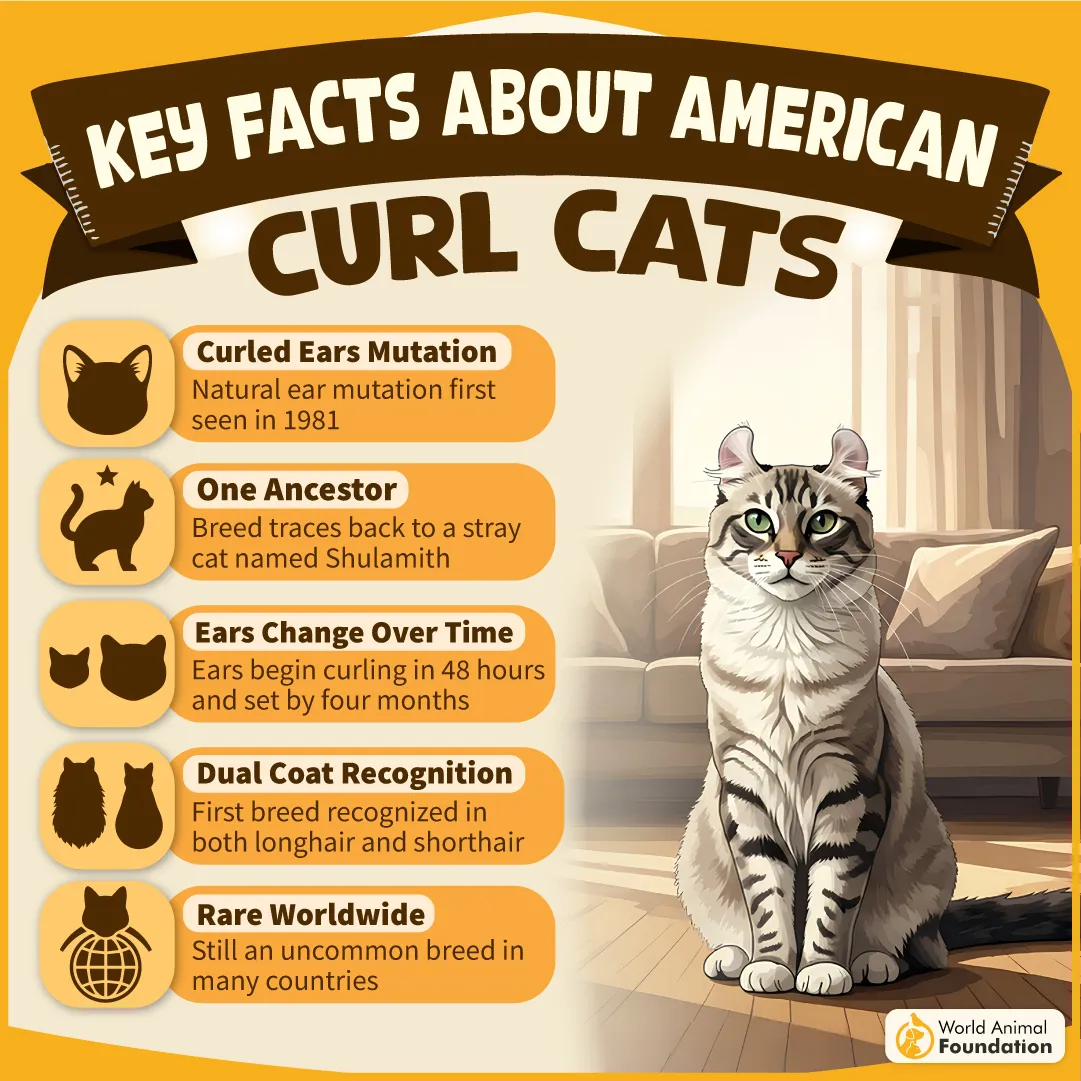 Key Facts About American Curl Cats-10
