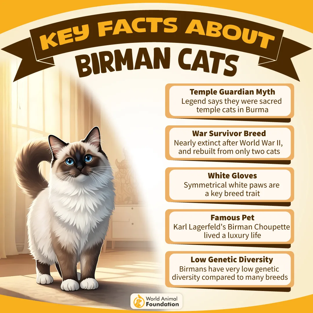 Key Facts About Birman Cats-07