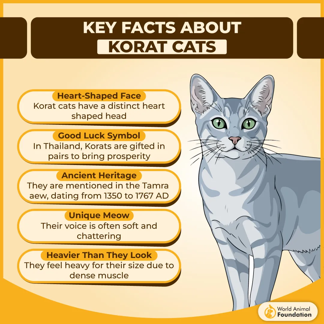 Key Facts About Korat Cats-01