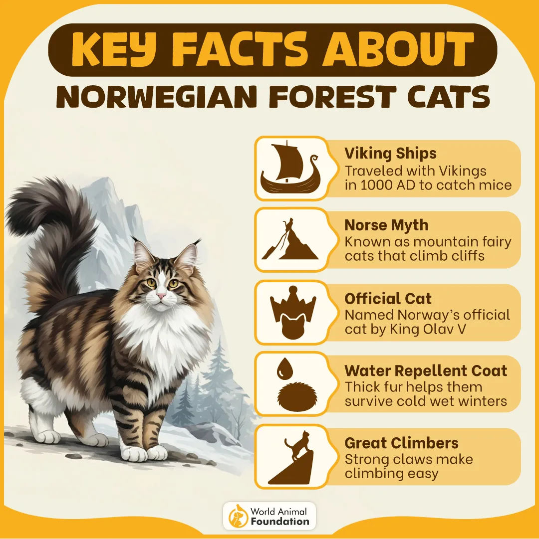 Key Facts About Norwegian Forest Cats-04