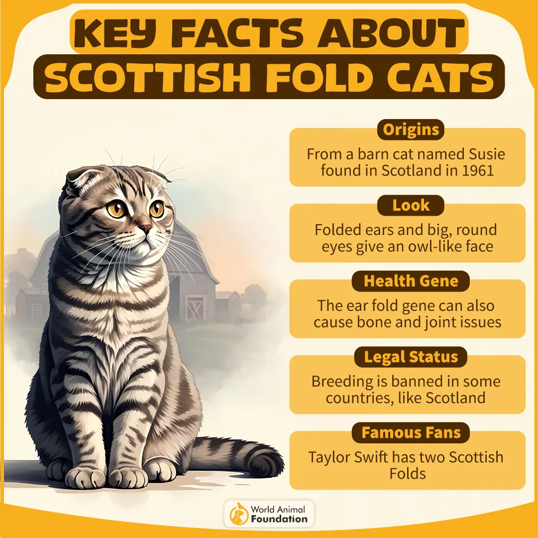 Key Facts About Scottish Fold Cats-03
