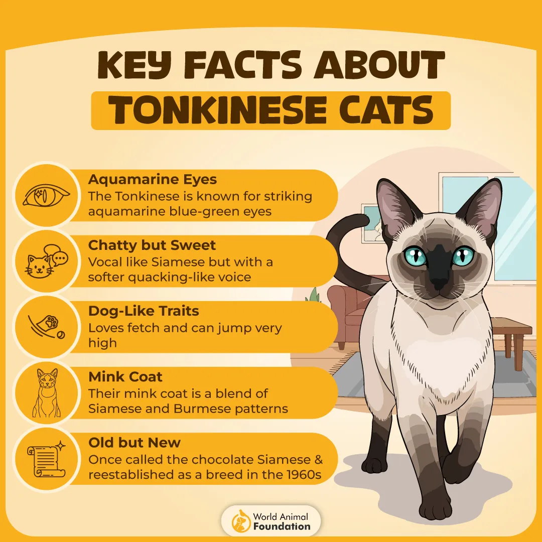 Key Facts About Tonkinese Cats-01