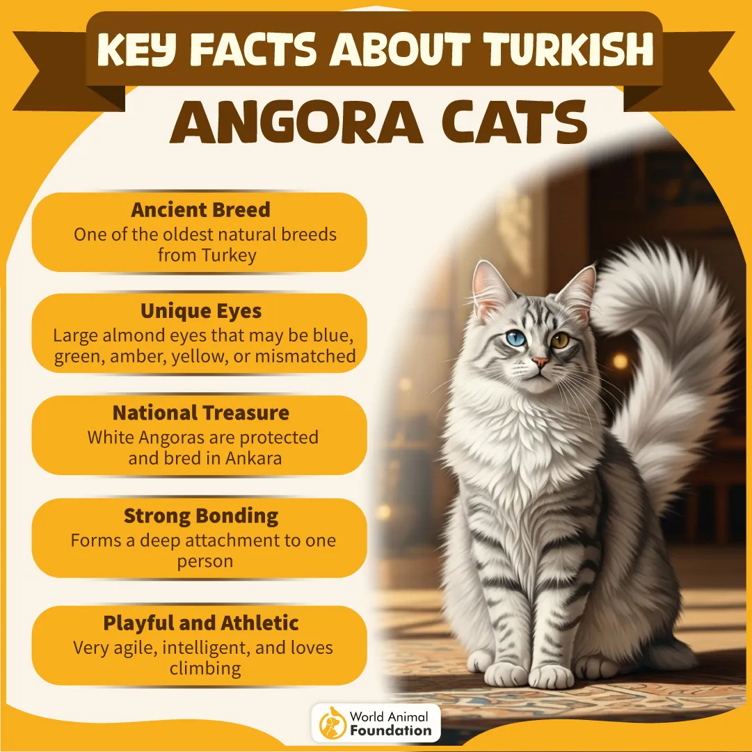 Key Facts About Turkish Angora Cats-09