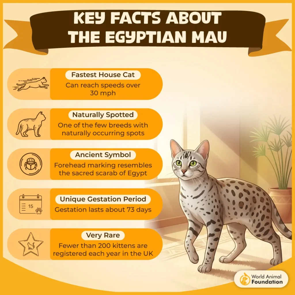 Key-Facts-About-the-Egyptian-Mau-01